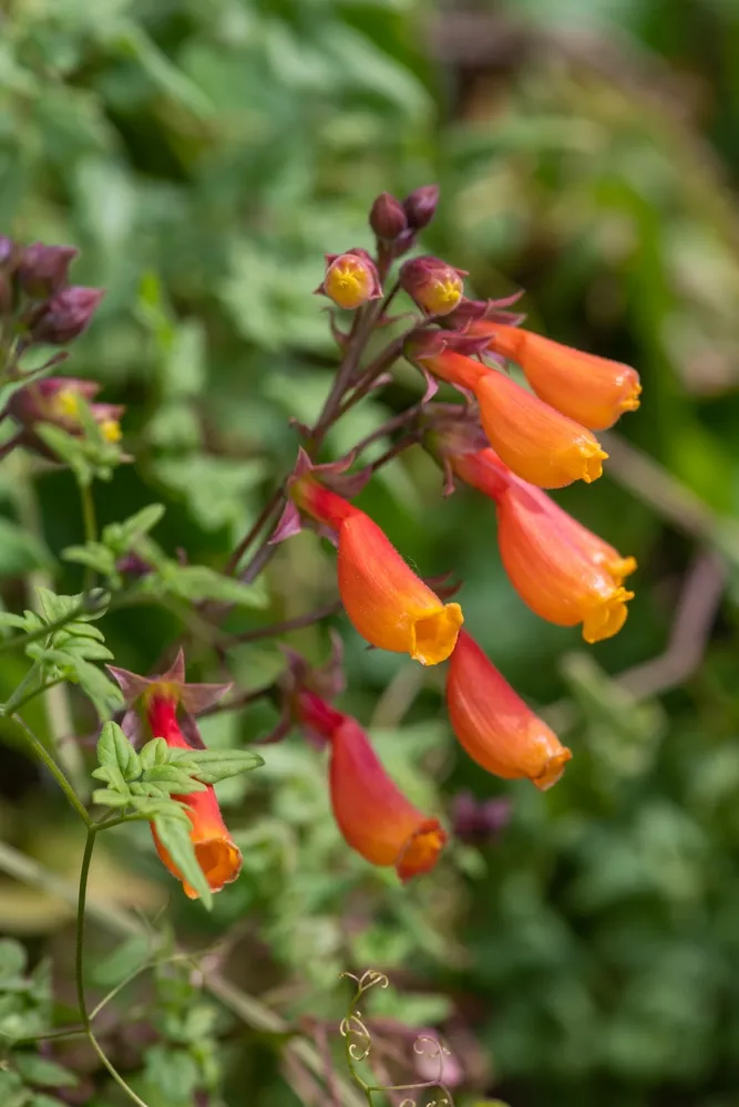 Close up of Chilean glory flowers (eccremocarpus scaber) in bloom