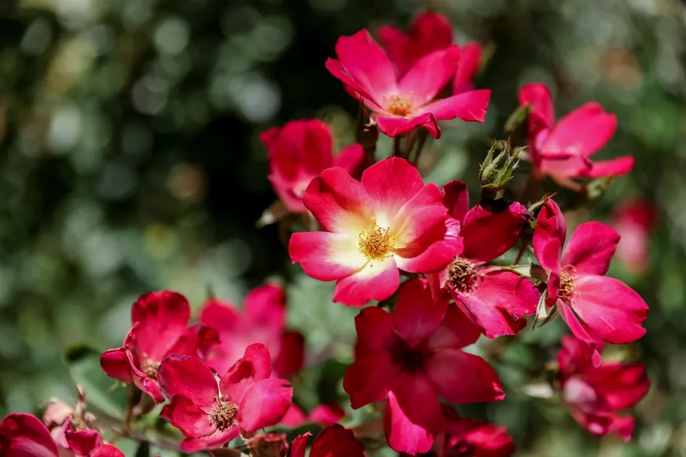 Valparaiso, Chile - January 2, 2023: Lush gardens and vineyards in the wine region outside of Valparaiso, Chile