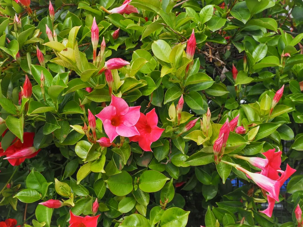 Mandevilla sanderi or rocktrumpet, crimson red flowers, close up. Brazilian Jasmine or Dipladenia Vine is ornamental, creeping, perennial, flowering plant of the family Apocynaceae.