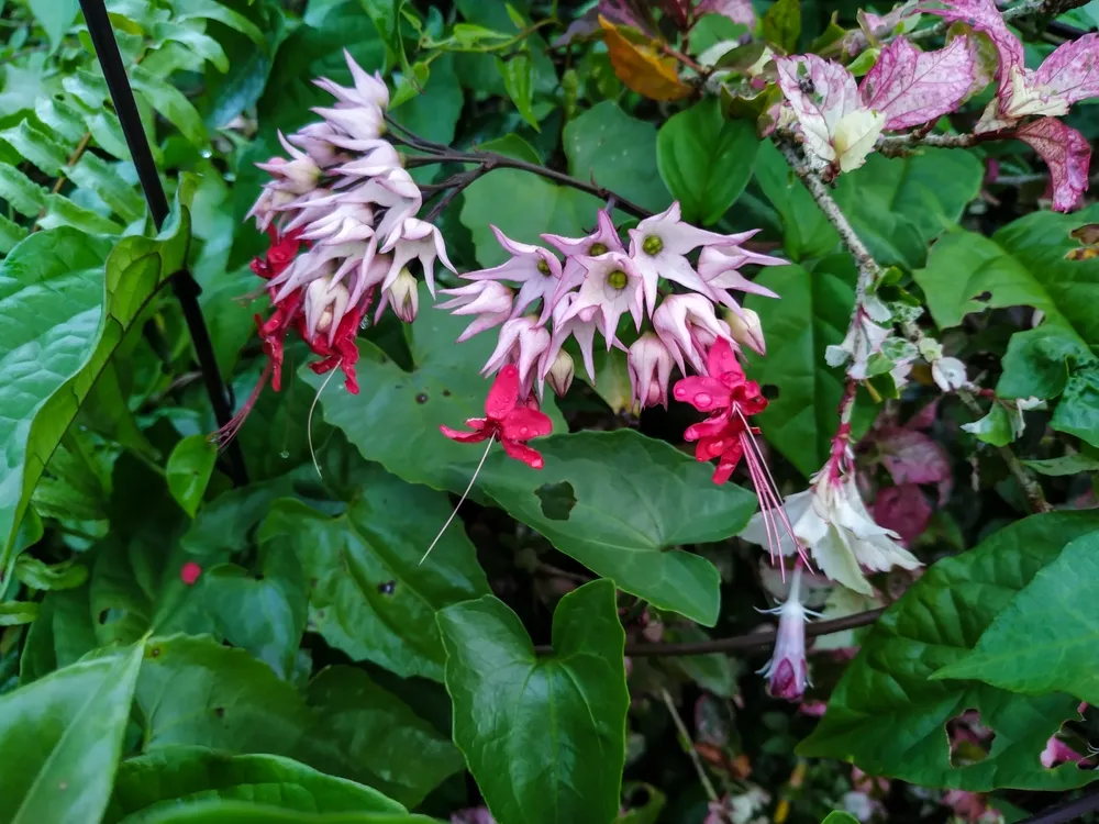 Bleeding-Heart Vine or Bagflower (Clerodendrum Thomsoniae). A Plant of the Lamiaceae (Labiatae) Family in Lamiales Order.