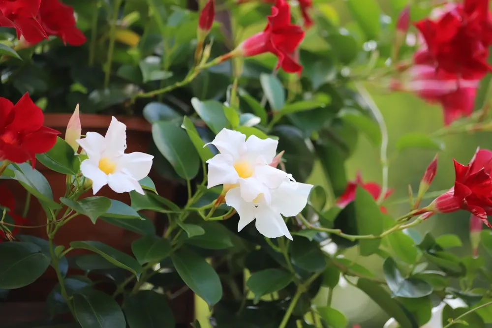 White and red flower in pots. Dipladenia, Mandevilla sanderi. Close up.
