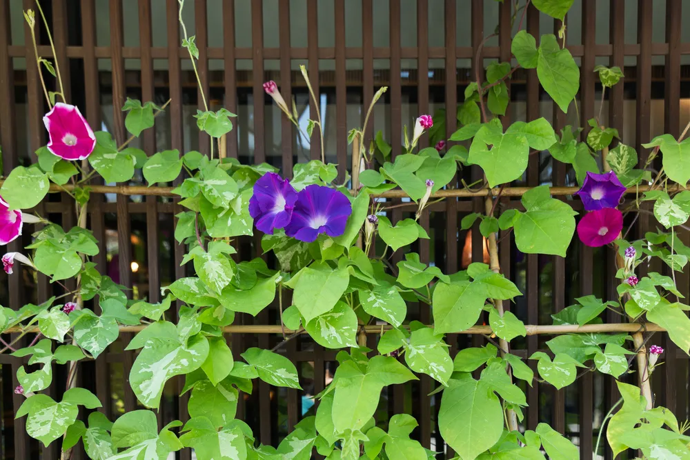 Violet Morning glory flowers in summer.