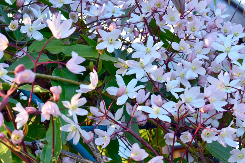 Clematis armandii 'Apple blossom', pink flowers, green leaves and nature background, chlorophyll with sunshine, good weather at spring or summer season.
