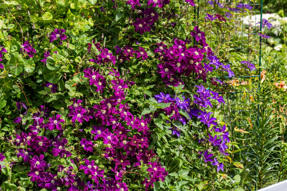 Beautiful of Clematis armandii (Apple blossom) pink spring flowers with green leaves and nature background in sunshine day and sun reflection ,good weather at spring or summer season.