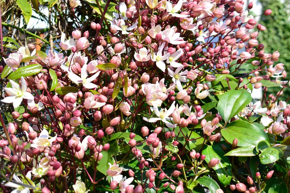 Beautiful of Clematis armandii (Apple blossom) pink spring flowers with green leaves and nature background in sunshine day and sun reflection ,good weather at spring or summer season.