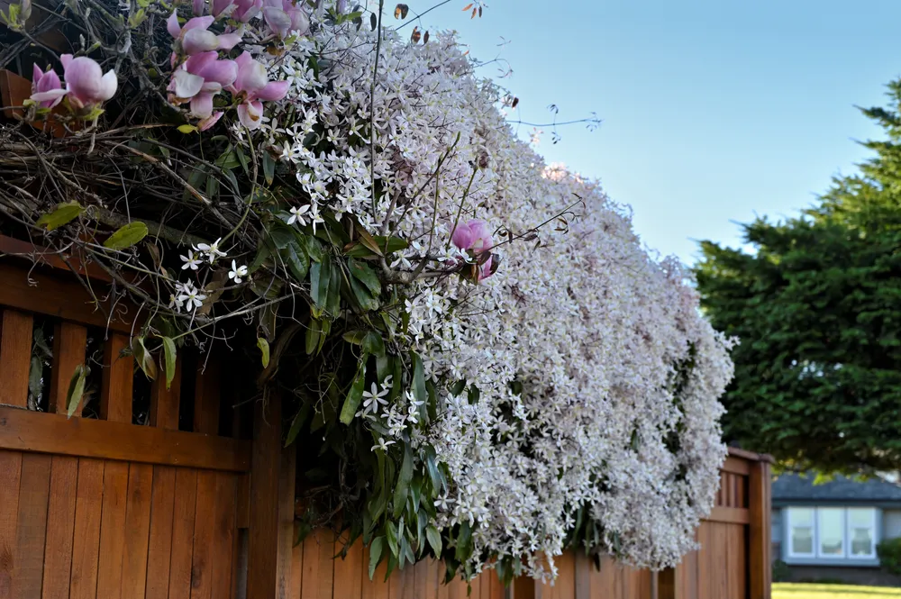 white clematis flower blossom trailing flowers wooden fence springtime selective focus closeup