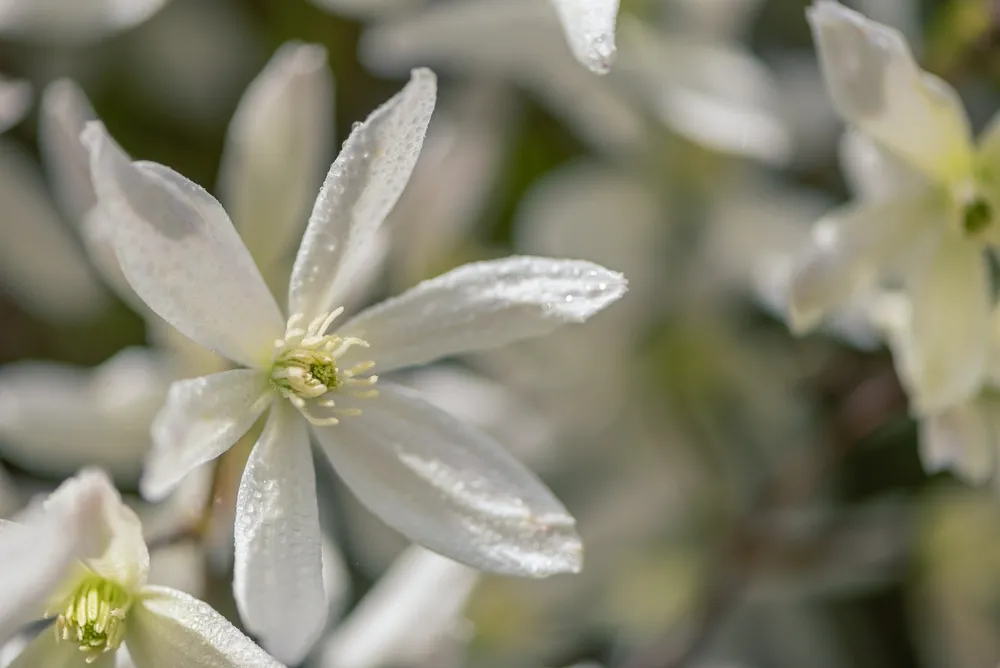 White Flowers Of Clematis Armandii Franch. Selective Focus. Blurred Background For Text.