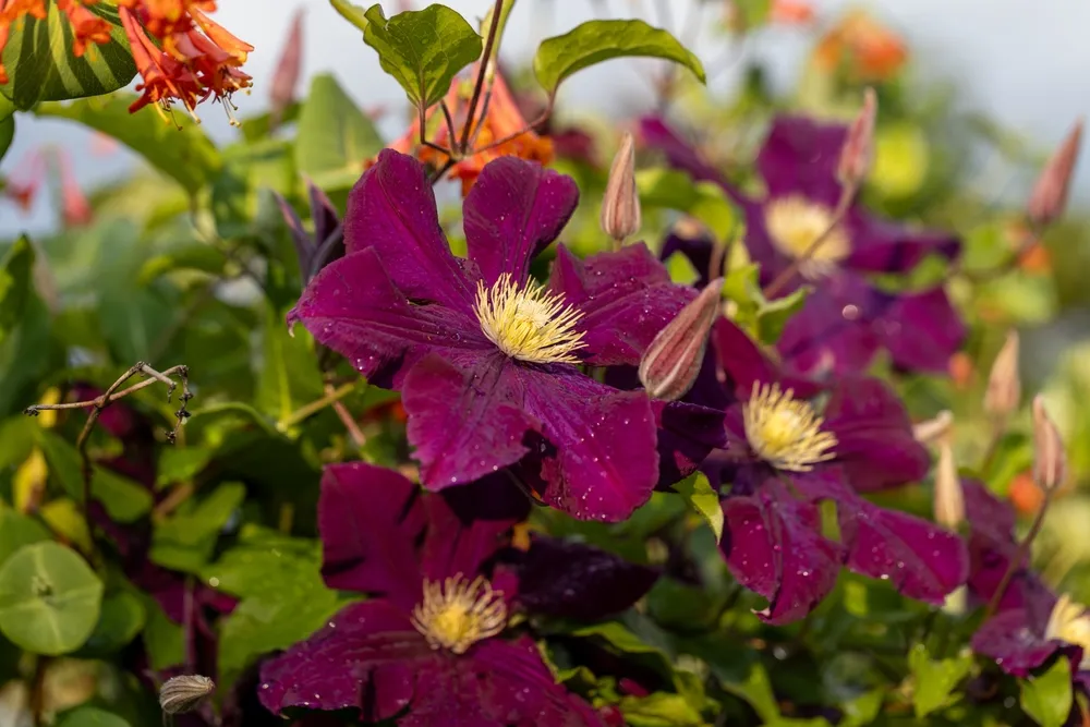 The abundant clematis Niobe of dark violet purple color with a large flower in the garden.