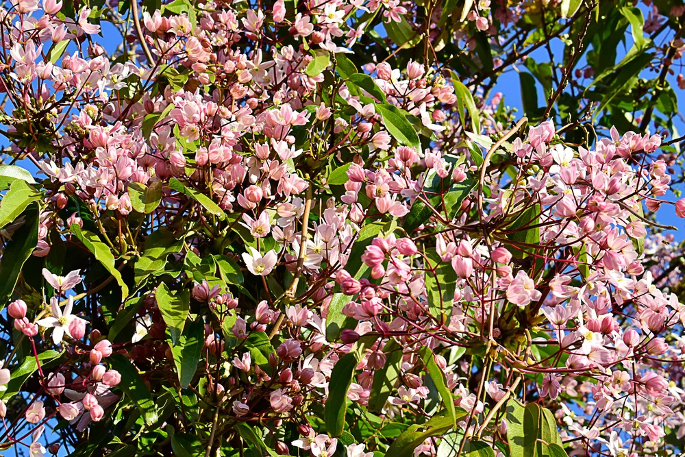 Clematis armandii 'Apple blossom', pink flowers, green leaves and nature background, chlorophyll with sunshine, good weather at spring or summer season.