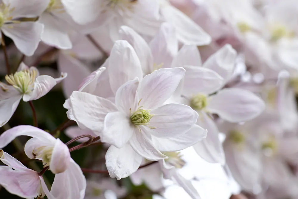 White clematis blooming in spring