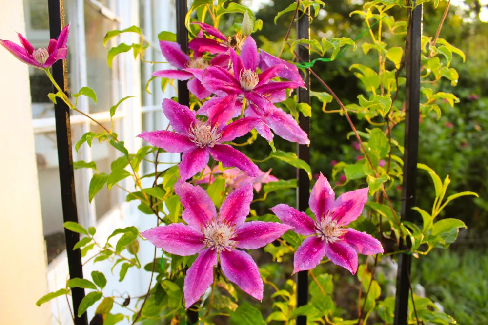 Beautiful morning view of Kilian Donahue variety clematis flowers on vine, selective soft focus with dappled sunlight in an old fashioned Victorian garden