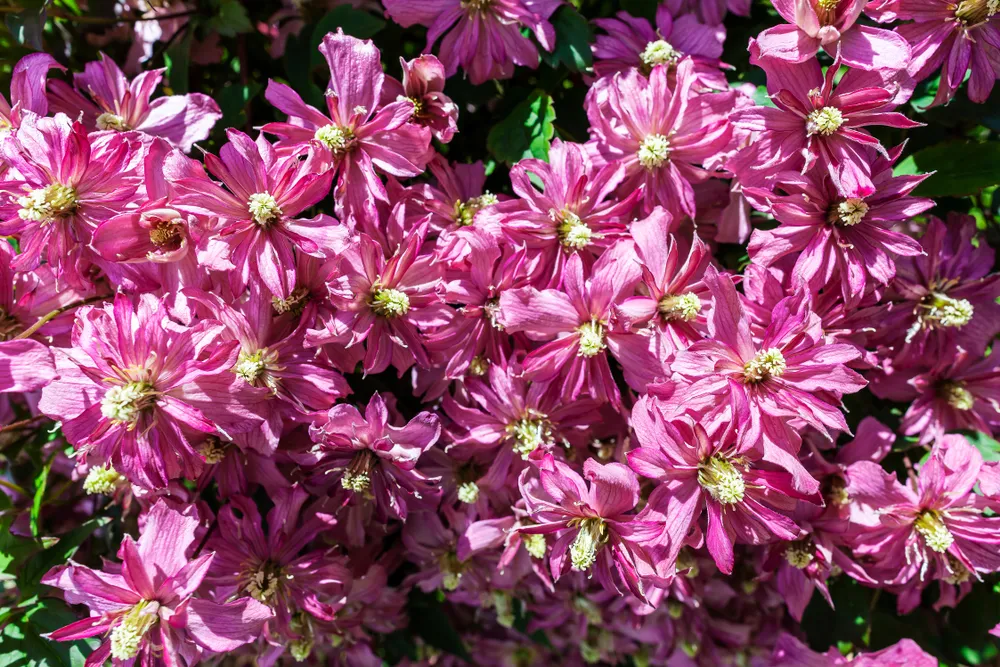 Clematis montana Broughton Star, a double pink flowered climbing ornamental garden plant.