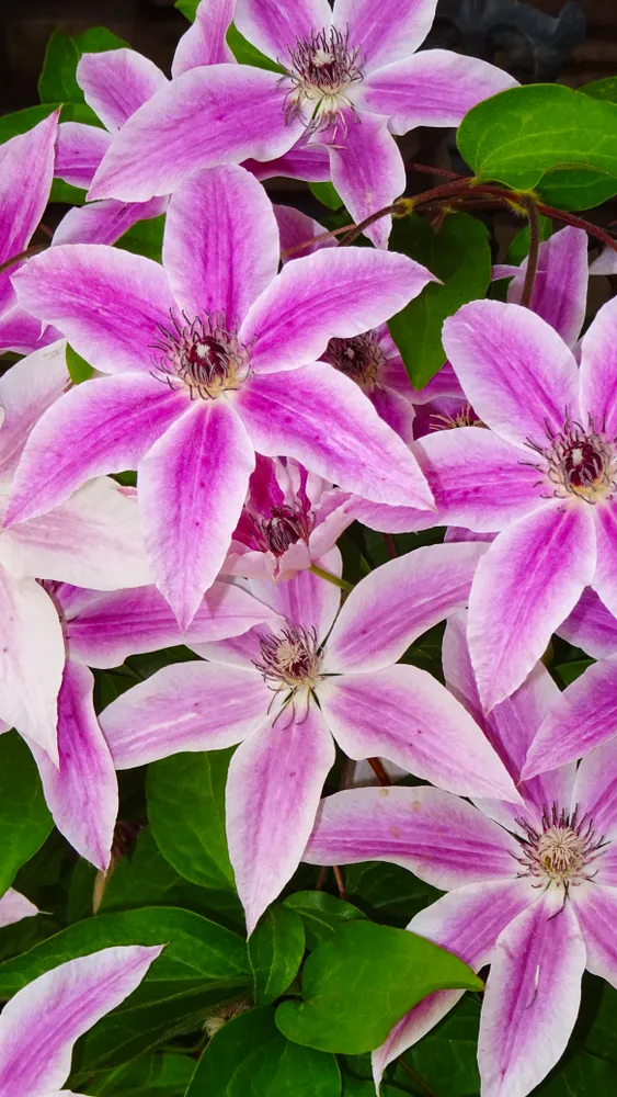 Clematis Montana grows fast in the Rockies and makes use of every moment to develop buds and explode in color.