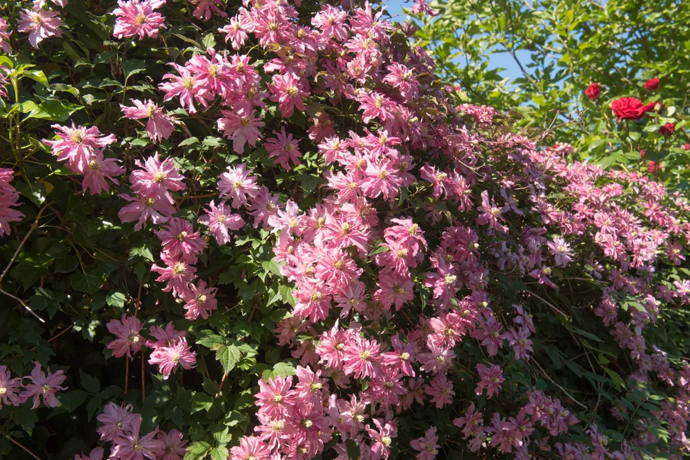 Double Flower Heads of a Spring Flowering Climbing Deciduous Clematis Shrub (Clematis montana 'Broughton Star') in a Country Cottage Garden in Rural Devon, England, UK