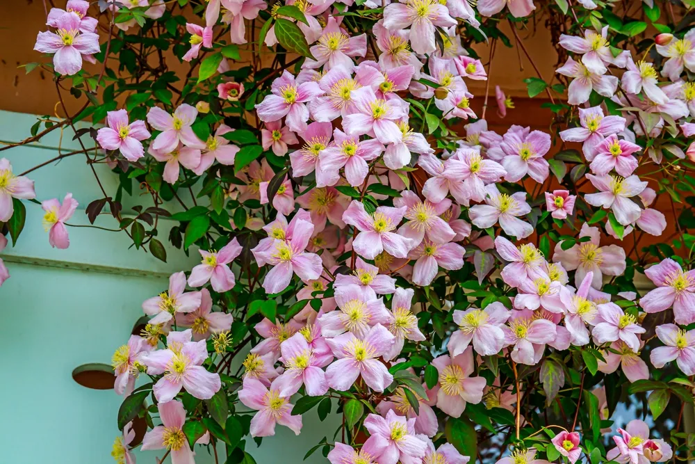 Rose Clematis flowers near house wall above window. Beautiful Purple flowering Clematis Montana blooms background. Many clematis flower with yellow finger stamens in sunny day.