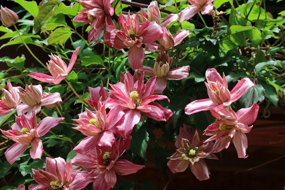 Pink Clematis Montana flowers, Derbyshire England