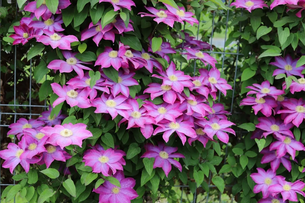 Flowers of perennial clematis vines in the garden. Close up.