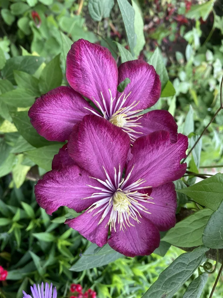 Purple clematis in the garden.