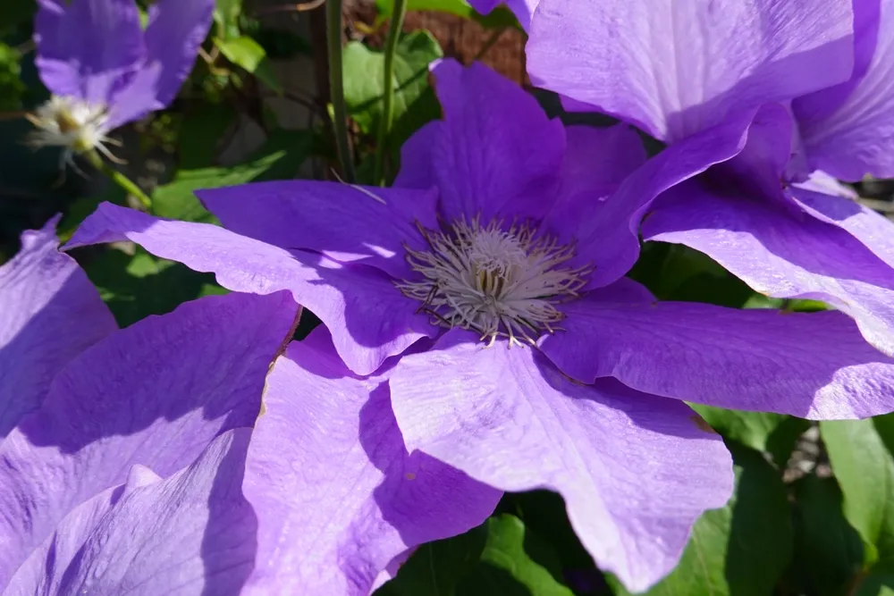 Clematis florida, also called the Asian virginsbower, or passion flower clematis.