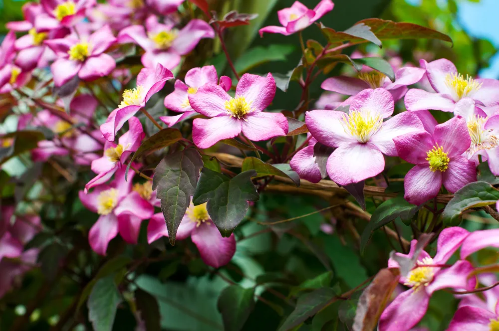 Pink Clematis montana rubens Tetraose climbing shrub in full flower.