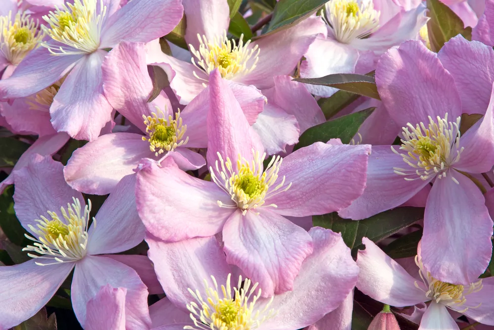 clematis montana, pink