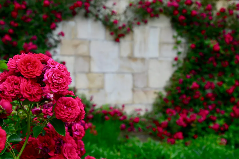 A background of a red rose's heart frame. a rambler pink flower. a climbing red rose.
