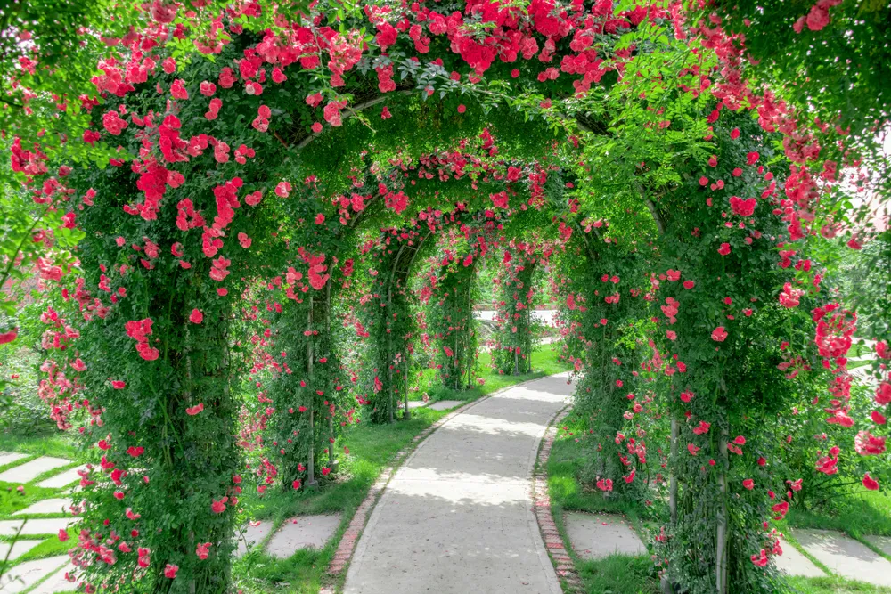 The climber in the garden -- red rose