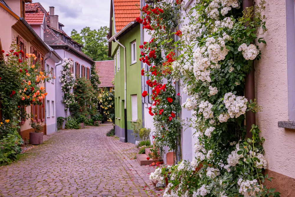 Climbing rose flowers near old houses in the narrow medieval lane, Germany. Beautiful roses bloom in vintage German street