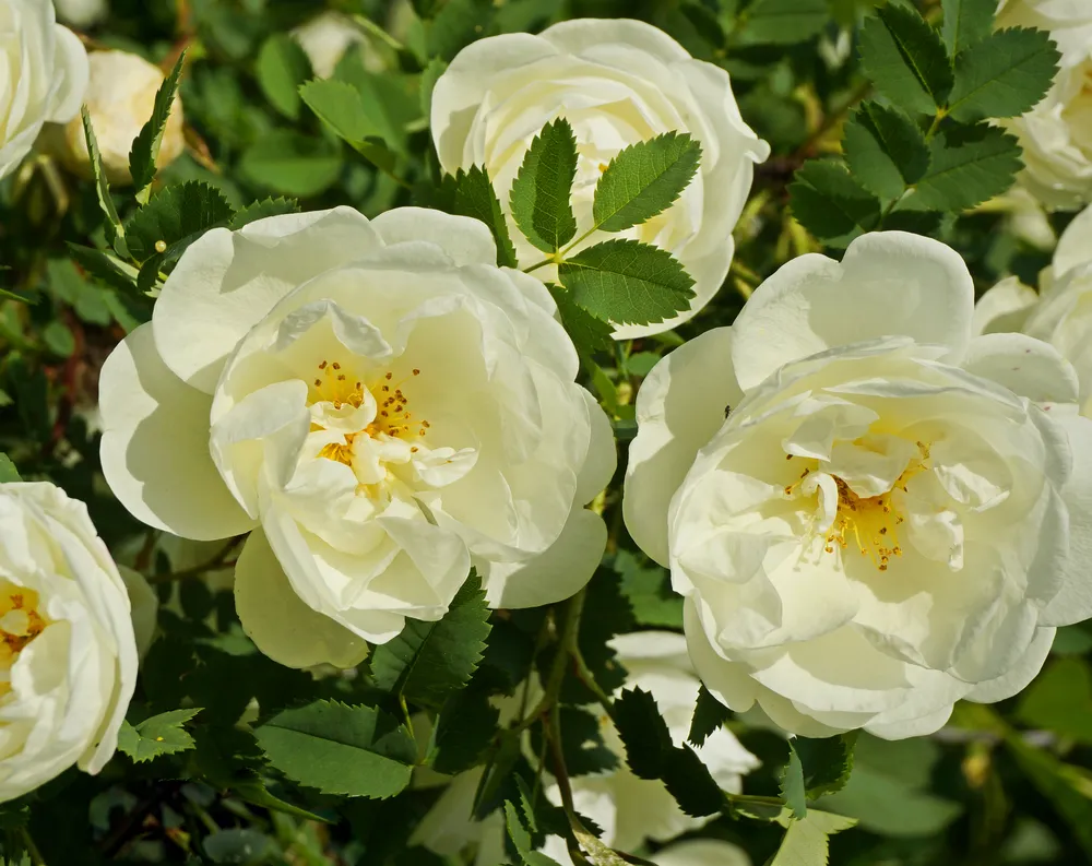 Close-up of a white rose plant in garden