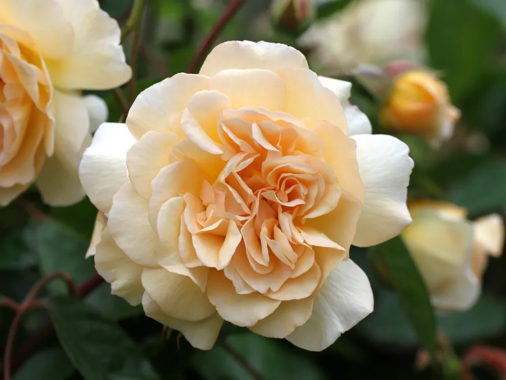 A single apricot rose bloom of Rosa 'Buff Beauty'.