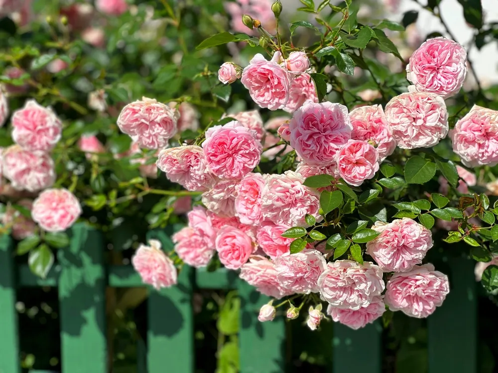 Beautiful rose bush with pink roses flowers.