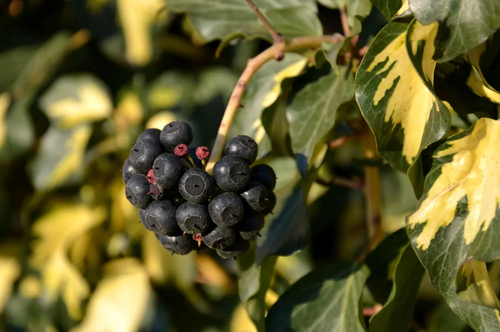 A self-sticking plant that does not fall Most inflorescences like hedera helix 'Goldheart' in summer, and its bright green leaves are interwoven with yellow 'hearts' in this case.