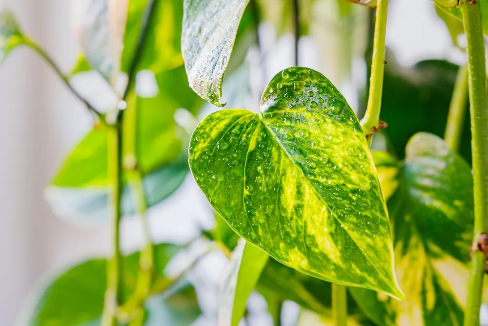 Epipremnum aureum large green yellow leaves. Silver vine, Solomon Islands ivy, marble queen, devil's vine Foliage. Scindapsus aureus Indoor vine with glossy, heart-shaped leaves.