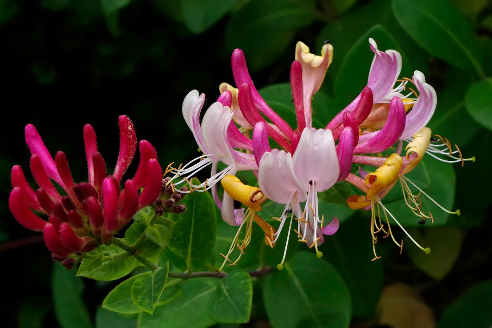 Honeysuckle flowers, variety - Lonicera periclymenum 'Serotina' (Late Dutch Honeysuckle).