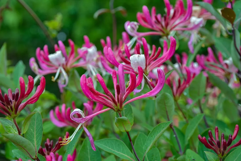 Honeysuckle in garden soft focus. Flowers Lonicera Sempervirens, common names common honeysuckle, European honeysuckle or woodbine.
