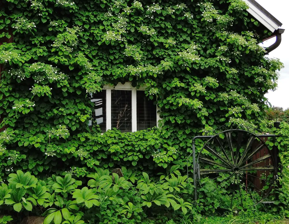A Climbing Hydrangea, Hydrangea anomala has covered entire wall of the residential house. Rodgersia aesculifolia is growing on the ground
