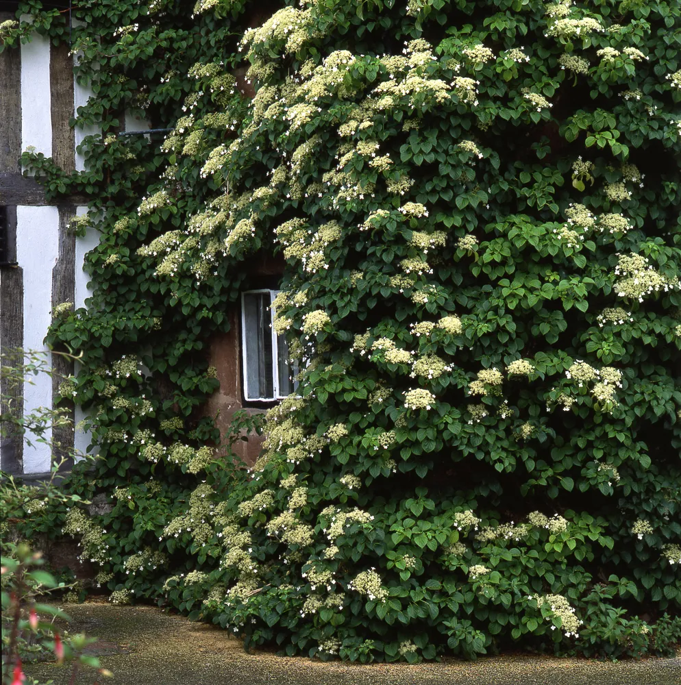 Climbing hydrangea on a wall