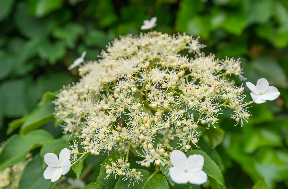Detailed view at a white flowering Climbing hydrangea climbing against the wall. It's summer now.