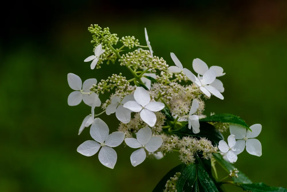 Japanese Hydrangea (Hydrangea petiolaris). Inflorescence Closeup Climbing