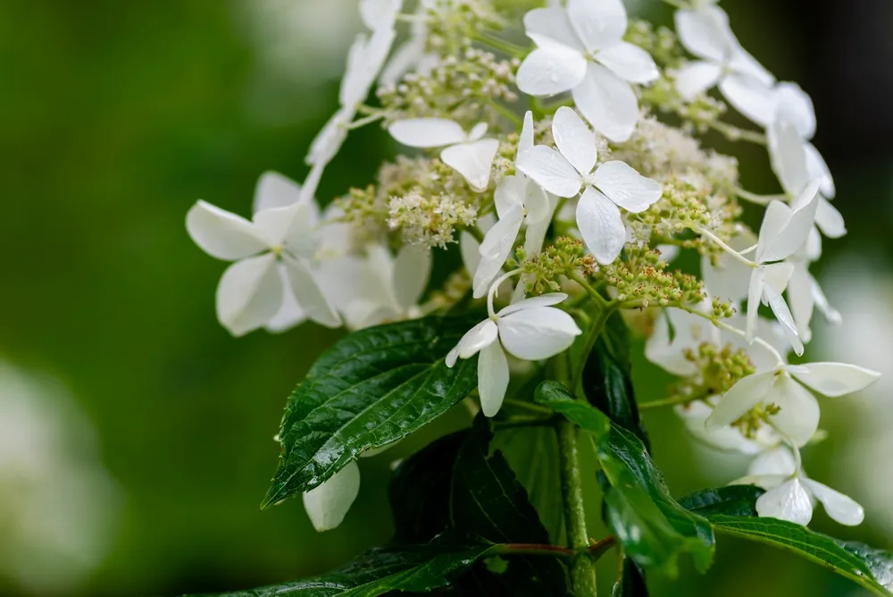 Japanese Hydrangea (Hydrangea petiolaris). Inflorescence Closeup Climbing