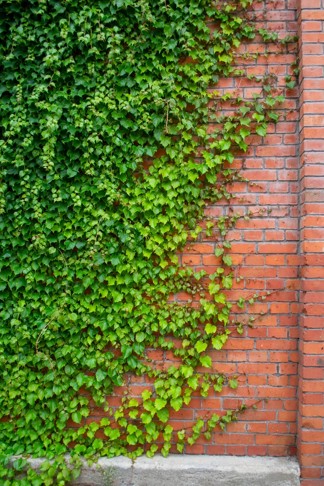 climbing wild wingerd on a brick wall