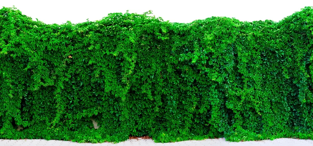 Climbing vine plant growing on wall on white background. Panoramic view of climbing plants fence. Suitable for header or banner.