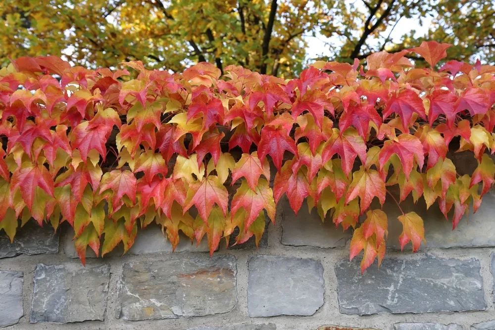 View of beautiful autumnal, yellow-red leaves of a parthenocissus tricuspidata, climbing over a grey quarry stone wall