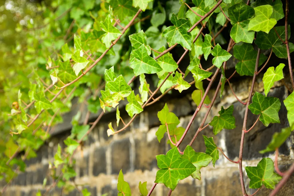 Ivy vine on wall