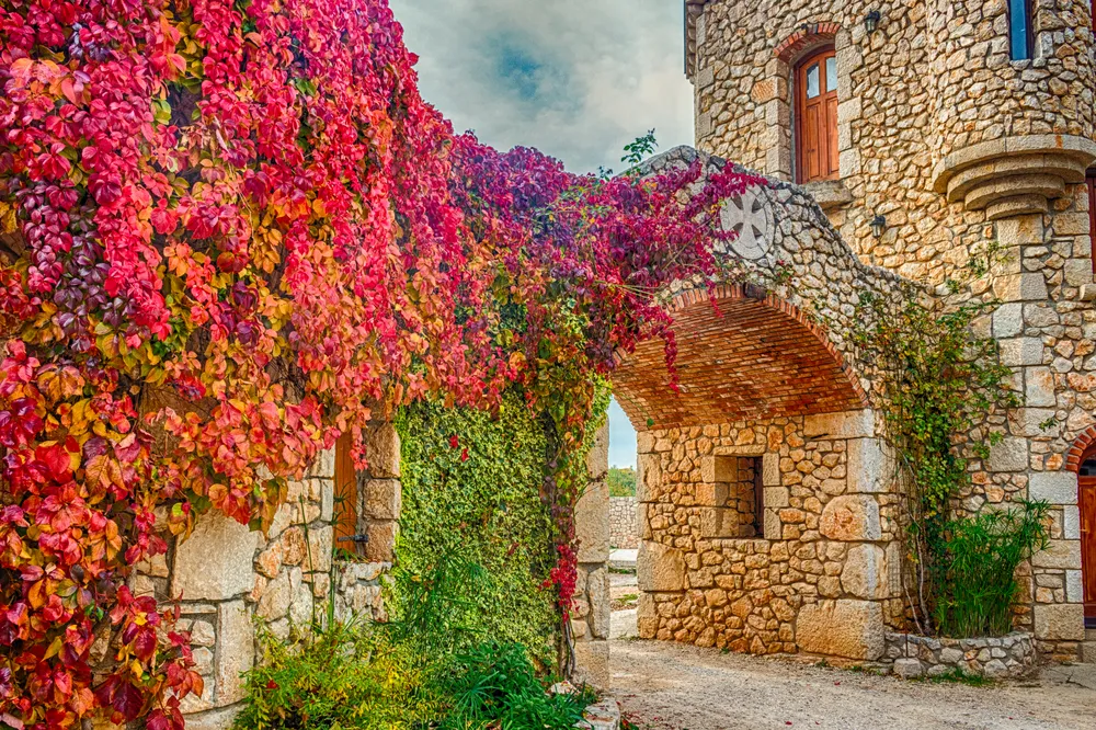 Virginia creeper on stone walls, red and orange leaves around window in autumn