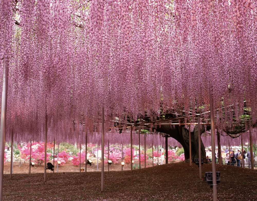 An Image of Japanese Wisteria Tree