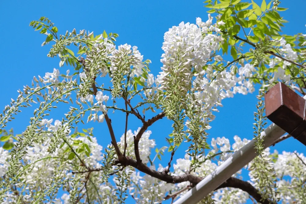 Beautiful Japanese Wisteria in full bloom, Meijo park, Nagoya city, Aichi Prefecture, Japan. White wisteria blossomed against the blue sky. Gardening.