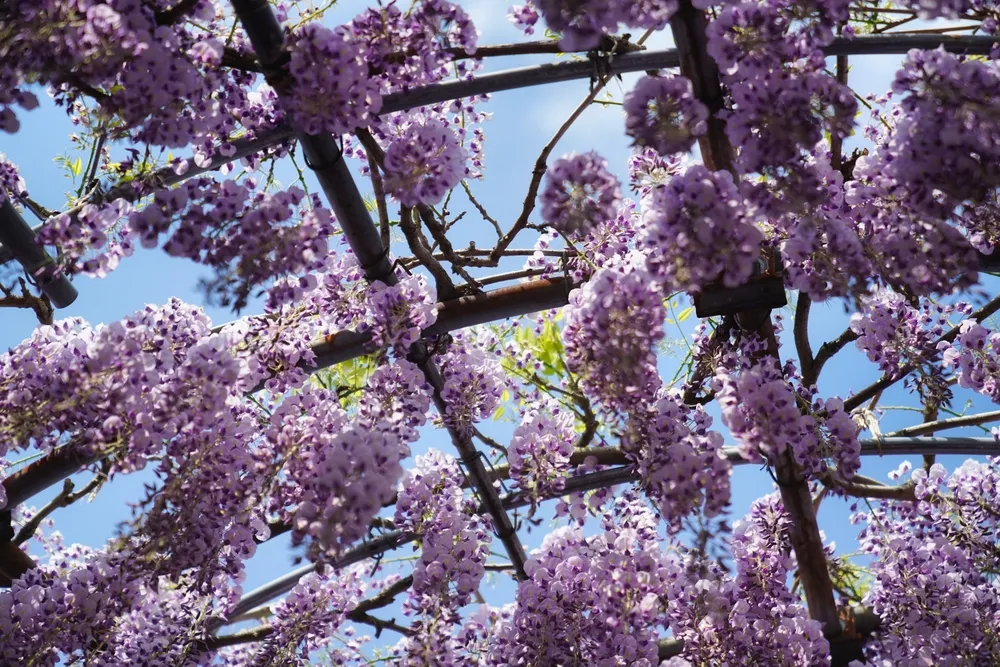 Beautiful hanging wisteria flowers on a gorgeous day at Kawachi Wisteria Garden in Kitakyushu, Japan.