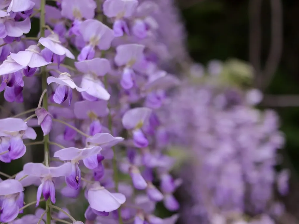 Japanese wisteria (Ashikaga, Tochigi, Japan). Blooming violet Wisteria Synesis. Purple-flowered trees. Blue Chinese wisteria is a species of flowering plant in the pea and Fabaceae family.