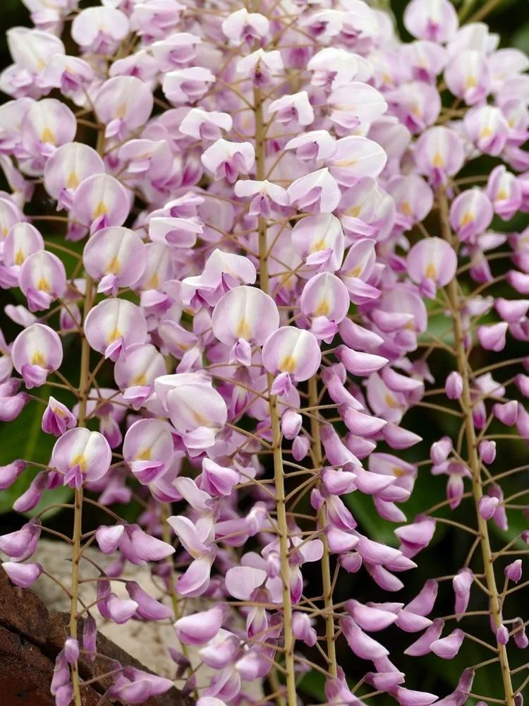 Japanese wisteria (Ashikaga, Tochigi, Japan). Blooming violet Wisteria Synesis. Purple-flowered trees. Blue Chinese wisteria is a species of flowering plant in the pea and Fabaceae family.